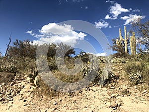 Scottsdale Arizona desert blue skies landscape