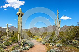 Scottsdale Arizona Desert Trail in McDowell Mountains