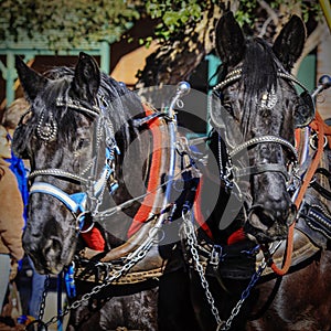 Close-up of a team of horses pulling a farm wagon in the Scottsdale Parada Del Sol which is advertised as the worldÃ¢â¬â¢s largest