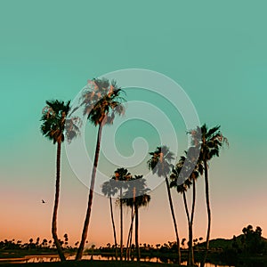 Scottsdale Arizona, USA. Sun sets over Palm Trees on photo