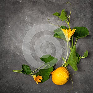 Scourge pumpkin with flowers and fruits on a dark gray background. Flat lay, copy space. Time to harvest