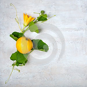 Scourge pumpkin with flowers and leaves on a light gray background. Time to harvest. Ð¡opy space, Flat lay