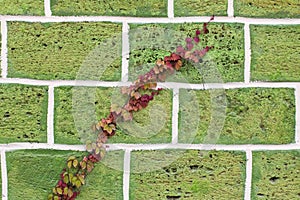 Scourge of wild grapes with red leaves on a stone wall