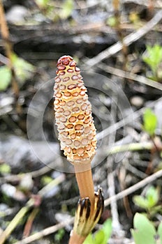 Scouring Rush (Equisetum hyemale) plant in a wetland