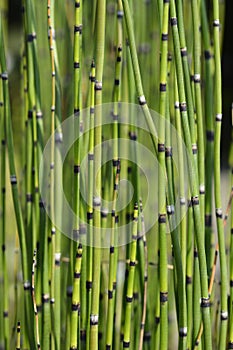 Scouring rush horsetail