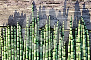 Scouring Rush Horsetail Living Fossil Plant