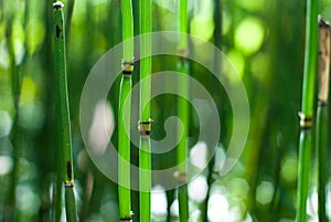 Scouring rushes