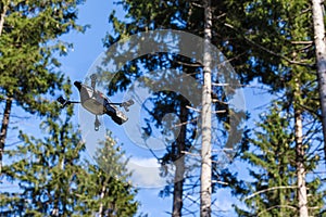 Scout drone in the forest