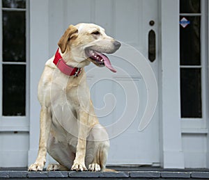 Scout, the Yellow Lab