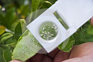 Scouting for white fly on a citrus tree with a hand lens