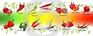 Scoville scale of chilli peppers infographic vector illustration, heat units for red and green chili pods