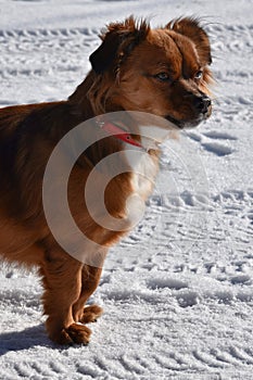 Scowling dog. He does not like the snow photo