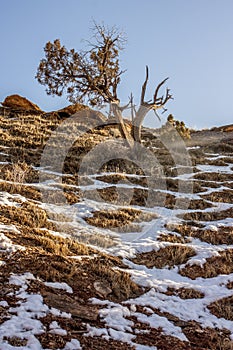 A scraggly cedar on the north face of a ridge along the Kokopelli Trail.