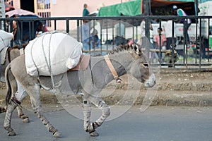 Scraggly donkey carrying baggage in the middle of the street