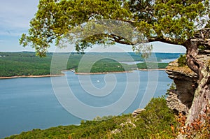 A scraggly evergreen tree provides the perfect frame for Greer`s Ferry Lake