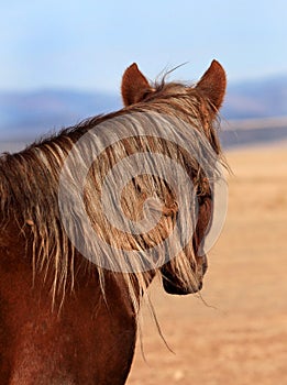 Scraggly Mane