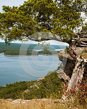 A scraggly tree frames the lake from on top of Sugarloaf Mountain