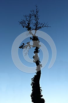 Scraggly Tree in Twilight