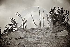 Scraggly Trees atop a Mountain