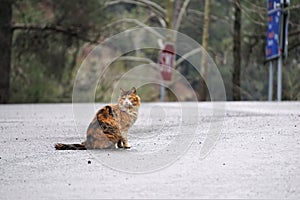 Scraggly, wet long-haired calico cat on wet road