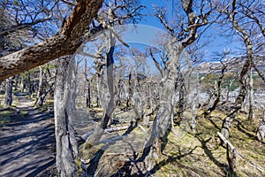 Scraggy forest on hiking trail between El Chalten and Cerro Torre photo