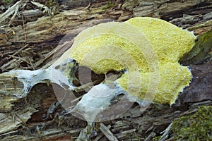 Scrambled egg slime mold