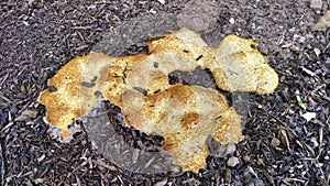 Scrambled egg slime mold in compost