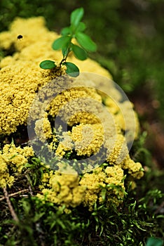 Scrambled egg slime mushroom on a stump