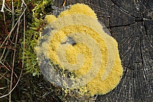 Scrambled egg slime on tree stump