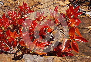 Scrambler Fig surviving in rocky outcrop Mpumalange South Africa