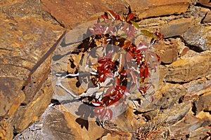 Scrambler Fig surviving in rocky outcrop South Africa