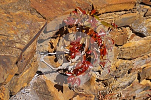 Scrambler Fig surviving in rocky outcrop South Africa photo