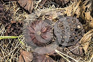 Scrap leaves dried lotus and straw at heap