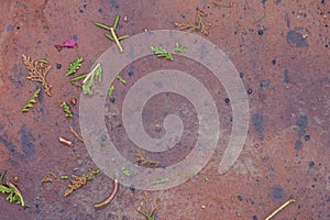 Scrap of leaves and flowers on the old red cement floor .