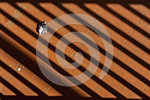 Paper waste on shadow texture