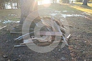 Scrap timber, piles of scrap wood near huge tree in forest on river coast.