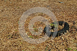 Scrap tire in a field