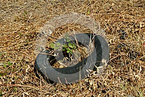 Scrap tire in a field