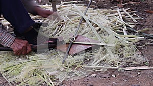 Scrape fiber from the bark of  schumannianthus dichotomus trunk by knife , prepared for weaving reed mat , handmade thai style