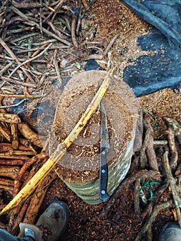 scraped yage stick on a wooden log