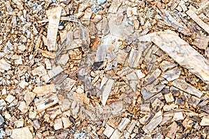 Scraper spokeshave sapele exotic hardwood