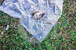 Scrapes and remains of a rotten fish thrown into the street