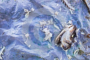 Scrapes and remains of a rotten fish thrown into the street