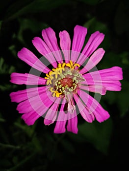 Scrappy Pink Flower against Dark Night Sky