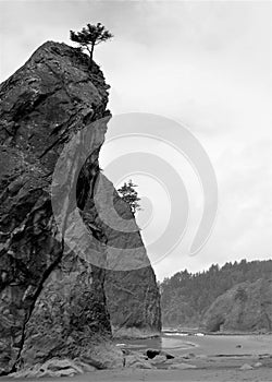 Scrappy trees cling to barren rocks jutting from coastline photo