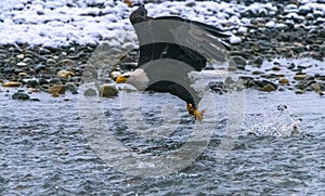 Scraps in the Chilkat River obtained by the Bald Eagle