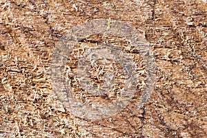 Scratched wood texture