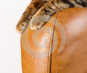 Scratches from cat claws on leather furniture. Cat`s paws close-