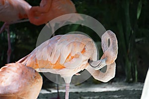 Scratching flamingo in Yucatan Peninsula, Mexico photo