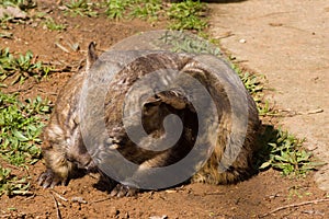 Scratching Hairy-Nosed Wombat